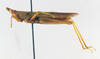 CollectionObject 1575267; 7838a50b-3bc3-492f-aaf1-b24a786aea8e: male, lateral view (paratype). (CollectionObject).