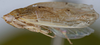 Habitus, lateral view: !! display not done !! on T3841: Loeia Duan, 2017: (Observation).