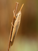 CollectionObject 1574024; 9270f227-d53b-4d3e-bb4f-49d62f926937: male (Albania, Divjakë-Karavasta NP). (CollectionObject).