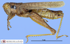CollectionObject 1513875; MLP3511/1, d5a190de-5f28-4ad9-a940-db0fba361abd: male, lateral view (paratype). (CollectionObject).