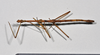 CollectionObject 1561188; 3f50e254-143d-4766-9129-d17527d529f9: copyright NTUC. male, dorsal view of synonym Phraortes kumamotoensis (syntype). (CollectionObject).;CollectionObject 1561189; d1a25834-ed14-4f2d-823a-50033c5d1182: copyright NTUC. male, dorsal view of synonym Phraortes kumamotoensis (syntype). (CollectionObject).