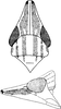Head on Enantiocephalus cornutus (Herrich-Schäffer, 1838): Head, pro-, and mesothorax. (Observation).