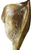 CollectionObject 1542360; INBio INB0003705898, 60874b11-8896-411d-ad4b-7e68eb649ee7: male, anal region of right tegmen, mirror (specimen from Costa Rica). (CollectionObject).