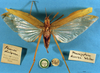 CollectionObject 1520511; ac16d972-a9aa-4b3e-b76e-c5432e4fbcda: female, dorsal view (paratype). (CollectionObject).