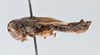 CollectionObject 2765674; CNCI 311930, 0df154a8-80b8-4fc9-83f4-b2945decf4eb: Melanoplus kennicottii. Lateral view. (CollectionObject).