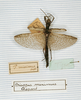 CollectionObject 1561357; e97de717-f9ea-40b2-8356-7e604f04c57c: copyright MNHN, Paris. male (holotype). (CollectionObject).