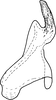 Stylus on Drabescus evansi Zhang & Webb, 1996: Stylus, ventral view. (Observation).