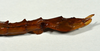 CollectionObject 1556966; a89197eb-23aa-4902-b0f8-bc0103067a78: copyright CMNZ, Christchurch. female of synonym Acanthoxyla suteri: end of abdomen, lateral view (syntype). (CollectionObject).