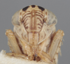 Head on Athysanella (Amphipyga) minor Ball & Beamer, 1940: Head. (Observation).