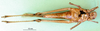 CollectionObject 1501434; ca0dab76-4ba5-46cc-b56f-903365c8b2c7: female, ventral view (holotype of Gastrimargus foveolarum). (CollectionObject).