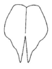 Decma (Decma) fissa (Xia & Liu, 1993): Fig. 4. female subgenital plate. (Otu).