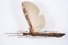CollectionObject 1590113; 12f0d1aa-e2fd-4f0c-aace-b417936a0556: copyright ZSMC, Munich. female, dorsal view (holotype). (CollectionObject).