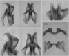 Melanoplus artemisiae Scudder, 1897: male genitalia. (Otu).