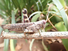FieldOccurrence 43; b24eb67e-f5ca-4c37-930d-5fce7b0bbb29; Tanzania
Kilulu Hill coastal forest remain Tanga Region, 2023/03/??: female, larteral view. (FieldOccurrence).
