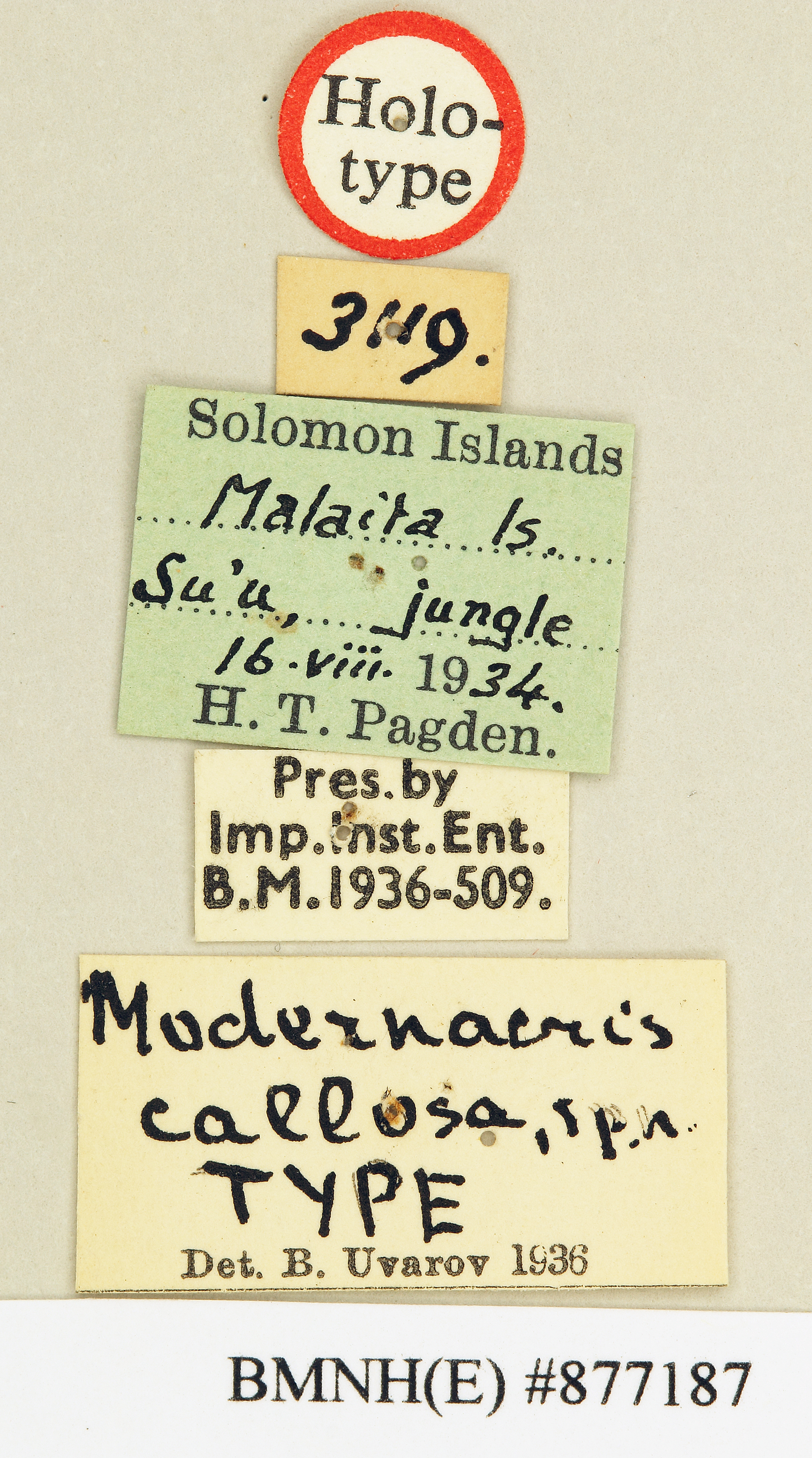 labels (holotype). Depicts CollectionObject 1518345; 3fb33887-e3d9-4763-a6e1-8a25714205a5, a CollectionObject.