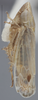 Habitus, lateral view on Arocephalus (Ariellus) punctum (Flor, 1861): Lateral. (Observation).