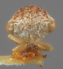 Head: !! display not done !! on Idioderma pictum Osborn, 1926: (Observation).