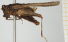 CollectionObject 1477079; 1d644ca1-d986-4e85-a877-098332da6b14, NHMUK010924524: female (holotype), lateral view. (CollectionObject).