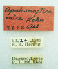 CollectionObject 1523793; fb057fe7-ebe2-49d0-a146-39d857d551be: male, labels (holotype). (CollectionObject).