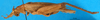 CollectionObject 1552389; 2a71a415-1861-4edd-84f7-2837bc7597fc: male, lateral view. (CollectionObject).