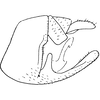 Pygofer, lateral view on Aphilaenus ferrugineus (Melichar, 1902): Pygofer, lateral view. (Observation).