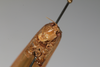 CollectionObject 1505827; 5e71975e-4ca4-4de7-8ba1-4b47be8d796c: Male, anterior view (syntype). (CollectionObject).