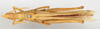 CollectionObject 1578581; a0bc6928-634a-4200-bba0-598dd4a8c706: male, dorsal view (paralectotype). (CollectionObject).