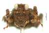 CollectionObject 1568271; fb0ad33a-8dcd-469e-871d-23029e4fb05e: male, frontal view. (CollectionObject).
