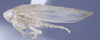 Habitus, lateral view: (Observation).