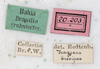 CollectionObject 1559087; NMW 216, 1d2ad33e-903b-4178-9a0a-f130a5b84d6b: copyright NMW, Vienna. female, data labels (syntype). (CollectionObject).