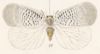 Habitus, dorsal view: !! display not done !! on Doriana conspersa (Walker, 1858): (Observation).