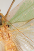 CollectionObject 2376978; bb371f53-4fb4-4895-8d57-75e746bdada8: male, dorsal view (syntype). (CollectionObject).
