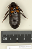 Panesthia angustipennis angustipennis (Illiger, 1801): Copyright Natural History Museum, London. Paralectotype (male nymph) in BM(NH). Dorsal view. (Otu).