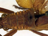CollectionObject 1501983; 25ff719b-ef92-4180-bc68-dcb3c4536f5c: male, dorsal view (lectotype of Mastighapha crassicornis). (CollectionObject).