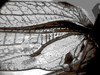 CollectionObject 1529686; 536a9bf8-1c65-4a4e-b619-e34942961727: [colours distorted]. male left mirror area (lectotype). (CollectionObject).