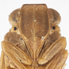 Head: (Observation).
