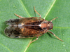 Live specimen: (Observation).