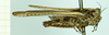 CollectionObject 1585790; b36c27ba-bbd0-4005-946a-d5a4a6c2b452: female, lateral view. (CollectionObject).