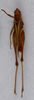 CollectionObject 1519227; d81a9796-e6af-457c-9c5b-932658ef6965: male, dorsal view (holotype). (CollectionObject).