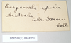 CollectionObject 1558528; NHMUK(SF IMPORT DUPLICATE) 844951, e0b7f367-cf6b-49f5-b95a-5ec7d3ee494e: copyright Natural History Museum, London. male nymph, data labels of synonym Eubulides spuria (possible holotype). (CollectionObject).