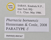 CollectionObject 1572754; NHMUK(SF IMPORT DUPLICATE) 845367, dad2dbaf-715e-4a25-9489-cc60c2d4e01e: copyright Natural History Museum, London. male, data labels (paratype). (CollectionObject).