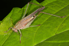 CollectionObject 2783370; MLP-OR-3151, 49f6dc0d-a15e-4dc7-976f-661bfc7ade31: (CollectionObject).