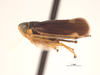 Habitus, lateral view: (Observation).
