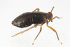 Live specimen: !! display not done !! on Pissonotus Van Duzee, 1897: Pissonotus marginatus, female. Newark, New Castle Co., Delaware, USA; July 4, 2021, sweeping grasses; det. CR Bartlett. (Observation).