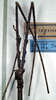 CollectionObject 1561748; NMW 343, 38227e1a-48db-449d-8a37-92aca7688b73: copyright NMW, Vienna. female: head and fore legs (paralectotype). (CollectionObject).