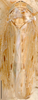 Habitus, dorsal view on Divitiacus primus Distant, 1918: Divitiacus primus, dorsal habitus (BMNH). (Observation).