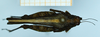 CollectionObject 1597072; aece9085-5783-4149-b3c0-50e53ec668ce: female (no type), dorsal view. (CollectionObject).
