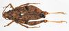 CollectionObject 1575284; 96d4f923-8357-4898-a0f7-5fc8cfd38b78: female, dorsal view (paratype). (CollectionObject).