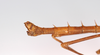 CollectionObject 1560168; b24bcc22-240c-45eb-a93a-2433d07b0d2b: copyright MNCN, Madrid. male: end of abdomen, lateral view (holotype). (CollectionObject).