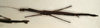 CollectionObject 1558402; NMW 924', 9da2404f-540c-4a20-9493-885d23227dad: copyright NMW, Vienna. female (paralectotype). (CollectionObject).